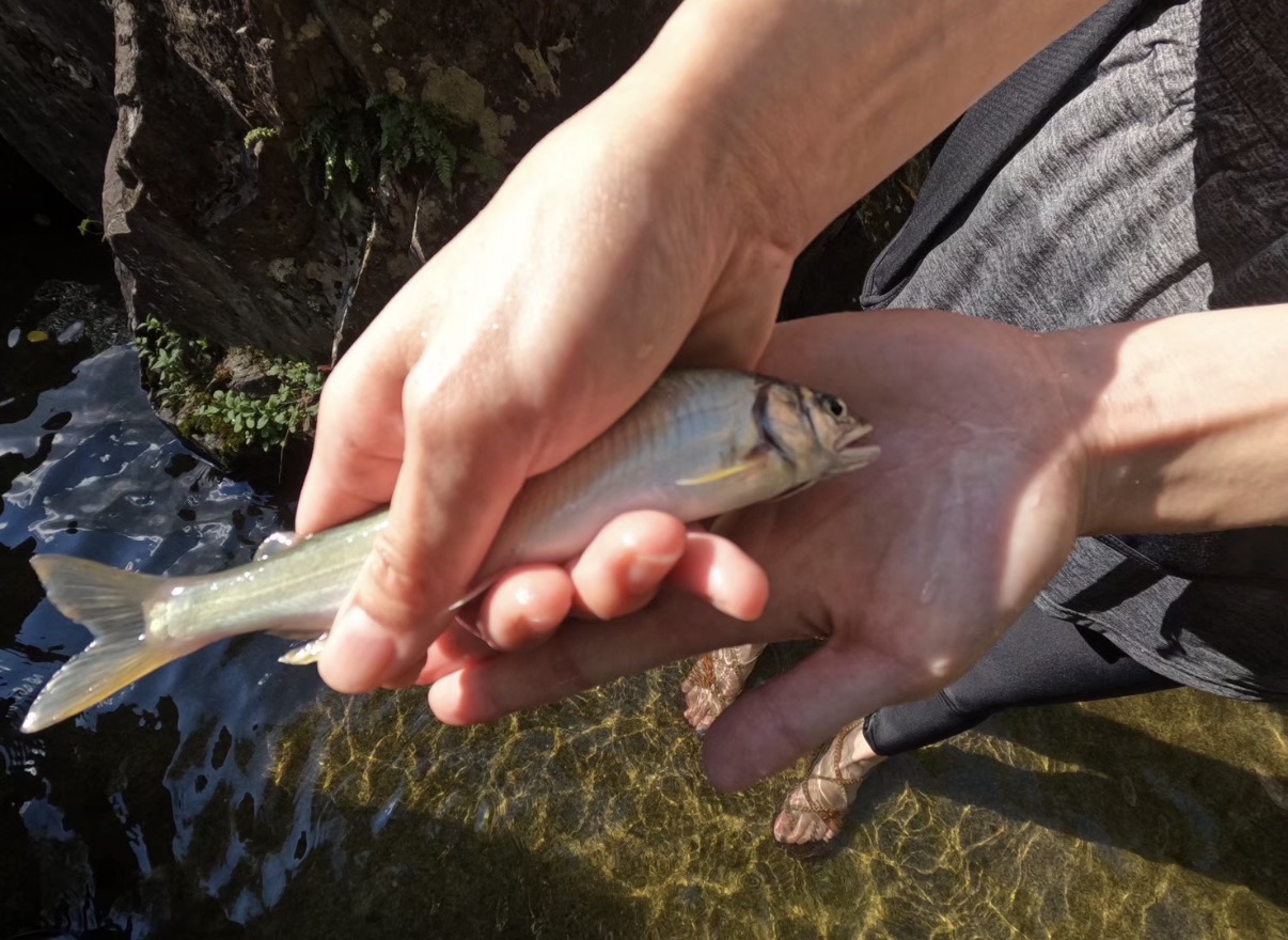 魚の手づかみ体験